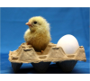 Оптимизация технологии вывода кондиционных цыплят